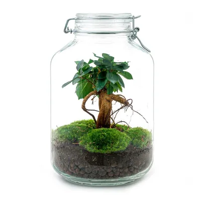 Produktbild von Urbanjngl Flaschengarten Ficus Ginseng Bonsai - 28 cm