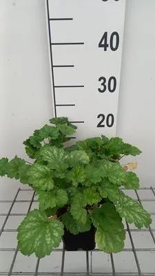 Produktbild von 6 x  Heuchera sang. 'White Cloud' - Purpurglöckchen - Topf 9 x 9 cm