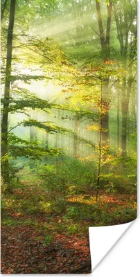 Produktbild von MuchoWow® Poster Sonne - Wald - Bäume - Natur - Herbst 75x150 cm - Dekoration für die Wände
