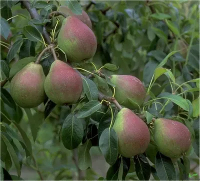 A close-up view of several pears growing on a tree branch, surrounded by green leaves.