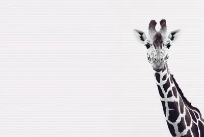 Produktbild von Digitaldruck-Tapete Giraffe Potrait livingwalls (1036336)