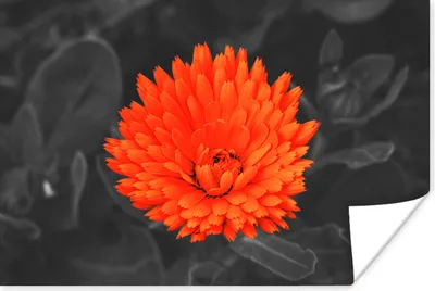 Produktbild von MuchoWow® Poster Blumen - Orange - Schwarz - Weiß 90x60 cm - Schlafzimmer