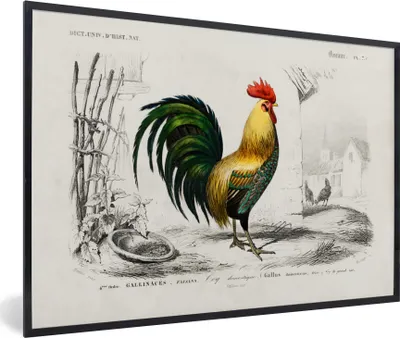Produktbild von MuchoWow® MuchoWow® Gerahmtes Poster Hahn - Vogel - Jahrgang 60x40 cm - Poster mit zchwarzem Bilderrahmen - Printing - Wanddeko Schlafzimmer