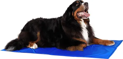 Produktbild von lionto Kühlmatte, angenehme Abkühlung für Hunde & Katzen, selbstkühlend & sicher, ideal für Sommer & Reisen, 120x80 cm, blau