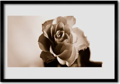 Produktbild von Bild 100x70 MDF-Rahmen Wandkunst Rose-Blumen-Anlage