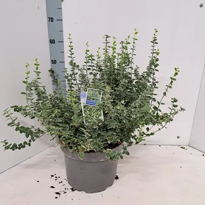 Image de Euonymus 'Emerald Gaiety' - fusain | 40-45 cm en pot