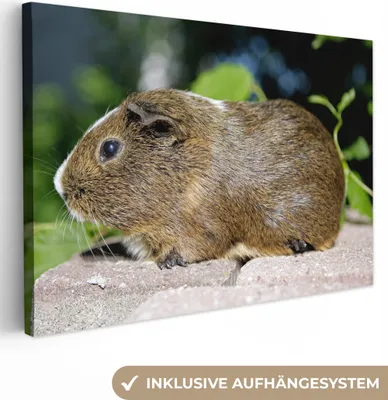 Produktbild von OneMillionCanvasses® - Leinwandbilder - 150x100 cm, Meerschweinchen-Porträt, Wandbilder Kunstdruck Wanddekoration