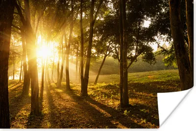 Produktbild von MuchoWow® Poster Sonne - Wald - Gras 90x60 cm - Schlafzimmer