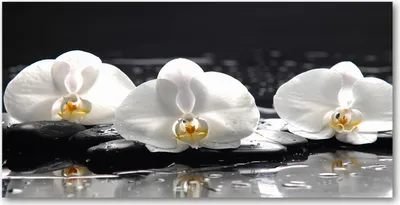 Produktbild von Tulup Glas-Bild -140x70- Wandkunst Dekorative Wand für Küche & Wohnzimmer - Blumen & Pflanzen - Orchidee - Weiß