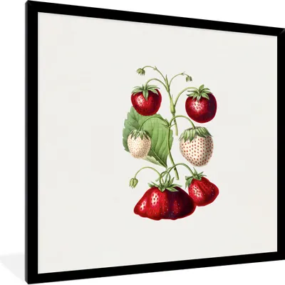 Produktbild von MuchoWow® Gerahmtes Poster Erdbeeren - Pflanze - Frucht 40x40 cm - Poster mit Schwarzem Bilderrahmen Wandposter Rahmen Foto Bilder - Mit Rahmen - Wanddekoration Schlafzimmer