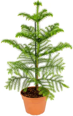 Image de Bloomique - Araucaria Heterophylla - Araucaria de Norfolk - Plantes d’intérieur - Dépolluante - Sans danger pour les animaux - Hauteur 40-50 cm - Pot 15 cm
