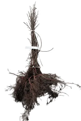 Image de 10 plants de Frangula alnus (rhamnus_frangula) | Hauteur : 60-90 cm, plants non rempotés