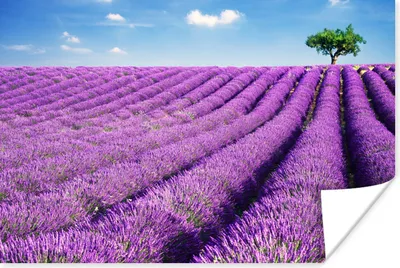 Produktbild von MuchoWow® Poster Rollende Lavendelhügel mit einem Baum 120x80 cm - Bilder