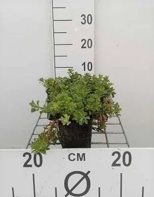 Produktbild von 6 x Sedum flor. 'Weihenstephaner Gold' - Fettblatt - Topf 9 x 9 cm