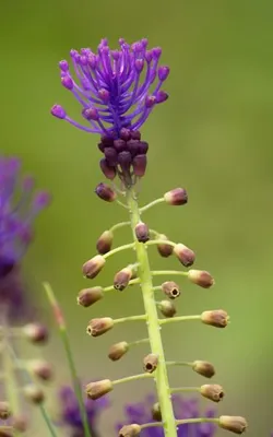 Produktbild von Wildzwiebeln "Lampascioni" 20 Samen