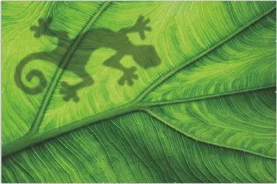 Produktbild von Wallario Wandbild Gecko Schatten auf grünem Blatt - Umriss, Größe: 61 x 91,5 cm, Poster mit rahmenlosen Bildhalter