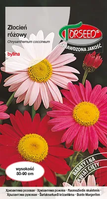 Produktbild von Samen der Rose-roten Distel 0.5g - Torseed