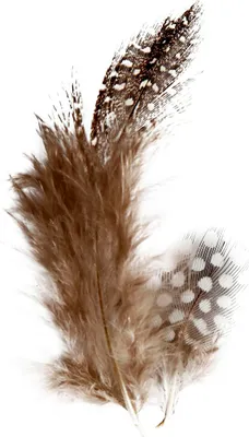 Immagine prodotto di Piume di faraona, naturali, 3 g