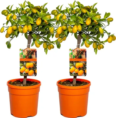 Produktbild von Bloomique - 2er-Set - Citrus Kumquat - Zwergorange - Orangenbaum - Zitrusbaum - Obstbaum - Gartenpflanzen - 50-70 cm Hoch - Topf 19 cm