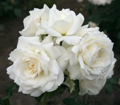 Produktbild von Rosa 'Alaska', weiße Rose, ca. 5-7,5 Liter Container