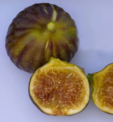 Produktbild von Feigenbaum ´MELANZANA´ 20-30 cm, Cont. 1 l