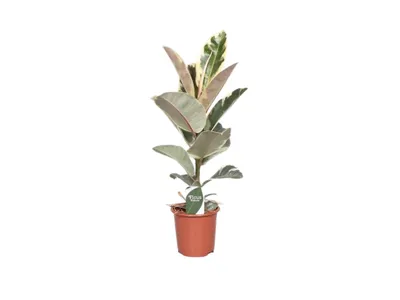 Obrázek produktu pro Gardners Ficus elastica Tineke, průměr 17 cm