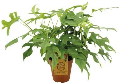 Immagine prodotto di Foglia di Monstera Minima, pianta da appartamento, Ø15cm, altezza 40cm