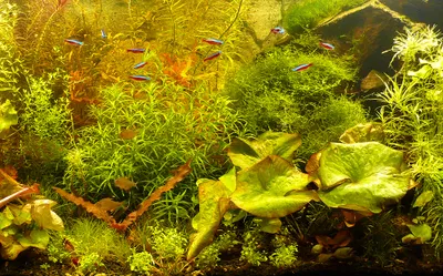 Produktbild von 10 verschiedene Bund Aquarium-Pflanzen "Exotica"-Sortierung, Raritäten
