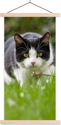 Produktbild von MuchoWow® Textilposter Katze - Gras - Schwarz - Weiß - Mädchen - Kinder - Jungen - Kinder 40x80 cm mit holzfarbenen Rahmen - Wohnzimmer