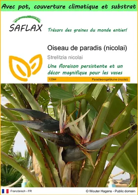 Image de SAFLAX Garden to go - Oiseau de paradis (nicolai) - 5 graines - Strelitzia