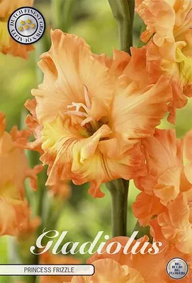 Artikelbild 2 von 'Gladiole Princess Frizzle (10 Stück)' aus der Kategorie Gladiolenzwiebeln