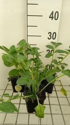 Immagine prodotto di 6 x Incarvillea del. 'Snowtop' ('alba') - gloxinia - vaso 9 x 9 cm