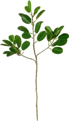 Produktbild von ASA Ficus blattzweig DEKO L 48 cm 66468444 /Abverkauf nur solange Vorrat reicht
