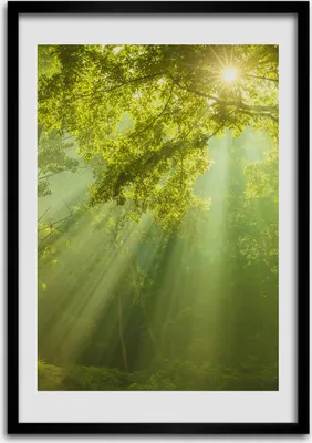 Produktbild von Bild - Bilderrahmen - Foto - 70 cm x 100 cm - MDF - Rahmen - Wandkunst - Sonne im Wald