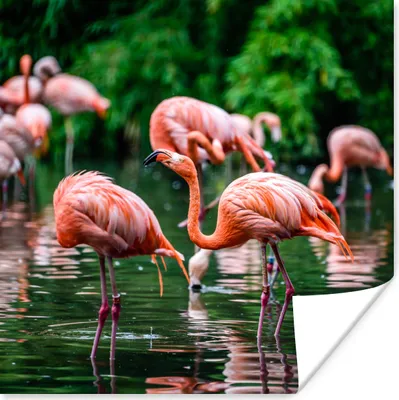 Produktbild von MuchoWow® Poster Flamingo - Tropisch - Vogel - Wasser - Rosa 100x100 cm - Babyzimmer