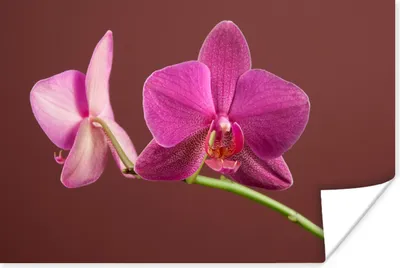 Produktbild von MuchoWow® Poster Blumen - Orchideen - Rosa 180x120 cm - Fotoplakat