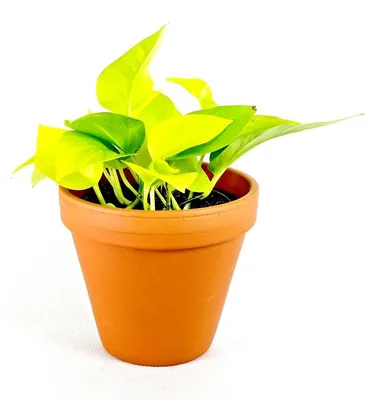 Obrázek produktu pro Gardners Epipremnum Neon (Golden Potos), průměr 12 cm