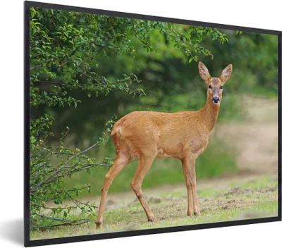 Produktbild von MuchoWow® MuchoWow® Gerahmtes Poster Hirsche - Gras - Wald 40x30 cm - Poster mit zchwarzem Bilderrahmen - Kunstposter - Wanddekorationen