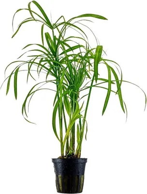 Produktbild von Aquarium Pflanze Cyperus alternifolius Wasserpflanze Aquascaping AquaOne Nr.333C