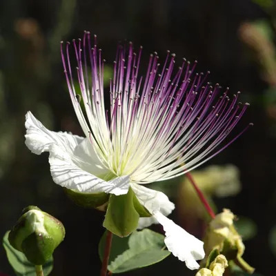 Image de Câprier (Capparis spinosa)  - 20 graines