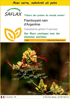 Image de SAFLAX Ensemble de culture - Flamboyant nain d'Argentine - 10 graines - Caesalpinia