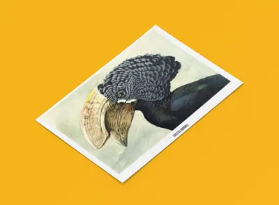Produktbild von Nashorn Vogel Poster | Größe in cm: 100 x 70