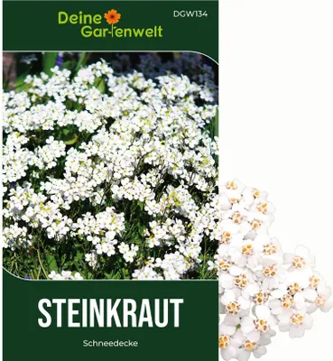 Produktbild von Steinkraut Duftsteinrich Schneedecke Samen - Lobularia maritima - Steinkrautsamen - Blumensamen - Saatgut für 250 Pflanzen