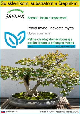 Obrázok produktu pre SAFLAX Kultivačný set - Pravá myrta / nevesta myrta - Myrtus communis - 30 Semená - S mini skleníkom, pestovateľským substrátom a 2 črepníkmi