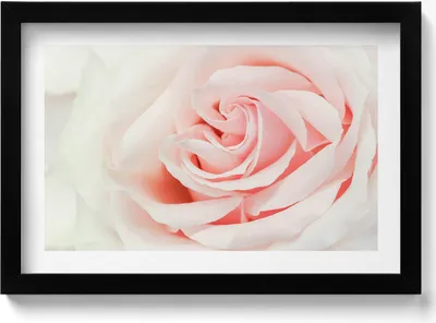 Produktbild von Nahaufnahme von Rosenblüten– Wandbild mit Rahmen – Gerahmtes Bild  – Wanddekoration – 30x20 cm –  Schwarz Rahmen