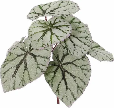 Produktbild von artplants.de Kunstpflanze Blattbegonie Katrice auf Steckstab, grün-grau, 25cm - Deko Pflanze