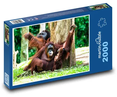 Produktbild von Puzzle 2000 Orang-Utans im Dschungel - martinpuzzle