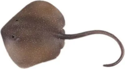 Obrázok produktu pre C - Figúrka Rejnok Trnucha východná 18,5 cm