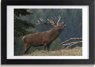 Produktbild von Bild 30x20 MDF-Rahmen, Wandkunst Deer auf dem Hügel
