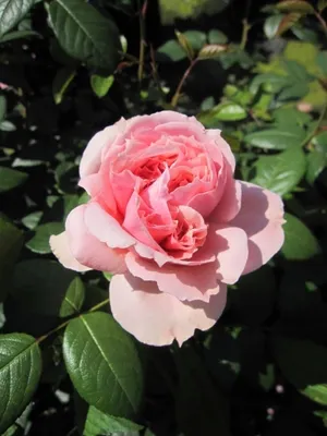 Produktbild von Rosa Schöne Maid ® - Edelrose Schöne Maid - Tantau Rose